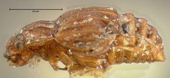 Media type: image;   Entomology 6620 Aspect: habitus lateral view